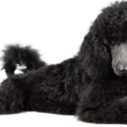 Poodle ~ Doodle Services