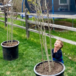 Tree Planting