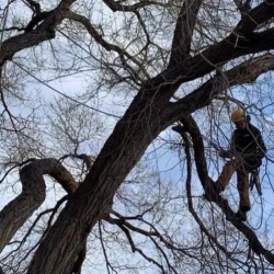 Tree Pruning & Trimming