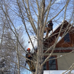 Tree Risk Management