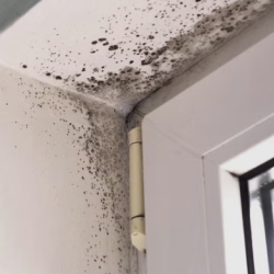 Mold Removal and Remediation Services