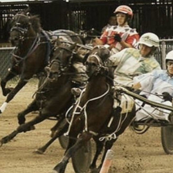 Trottingbred Races