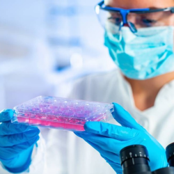 Stem Cells