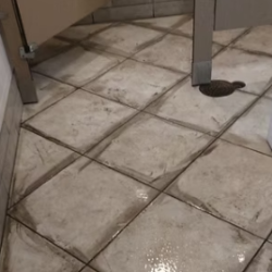 Tile and Grout Cleaning