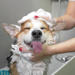 Dog Grooming