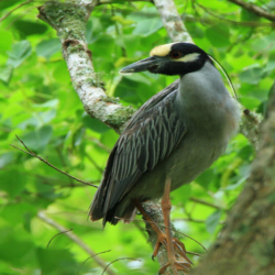 Eco-Tours & Birding Activities