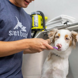 Plaque Reduction Treatment