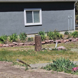 Garden and Plant Bed Design
