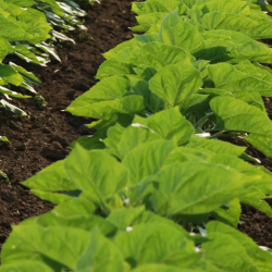 Crop Protection Products