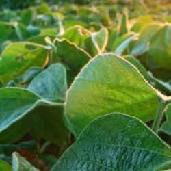 Soybean Solutions