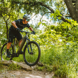 Bike Rentals