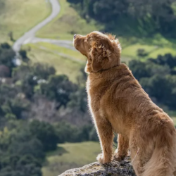 International Health Certificates