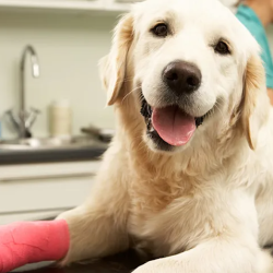 Orthopedic Surgery