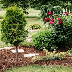 Mulch Installation