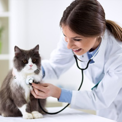 Medical Services