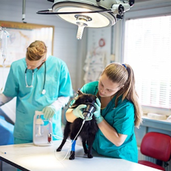 Anesthesia and Patient Monitoring