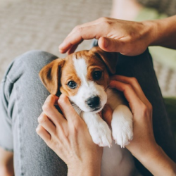 Pet Loss Support Services