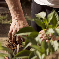 Urban Gardening