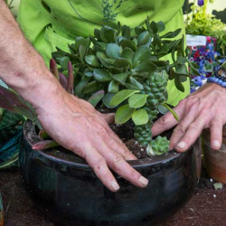 Pruning Plants
