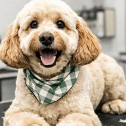 Dog Grooming