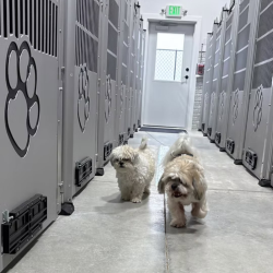 Standard Dog Boarding