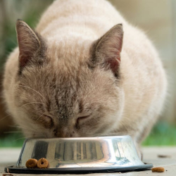 Pet Pantry