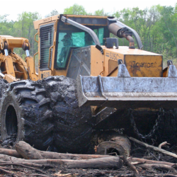 Forestry
