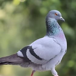 Pigeon Remediation