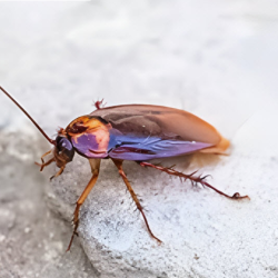 German Cockroaches