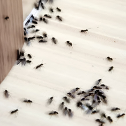 Ants