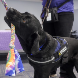 Assistance Dogs