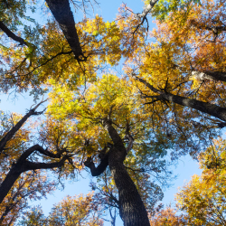 Tree Species Recognition