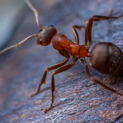Ant Control