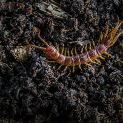 Centipede / Millipede Control