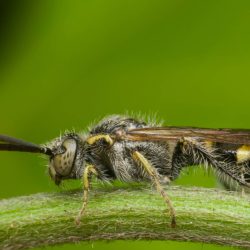 Predatory Stinging Insects