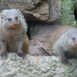 Rat & Rodent Control