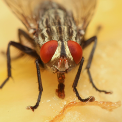 Flies