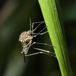 All-Natural Mosquito Treatment