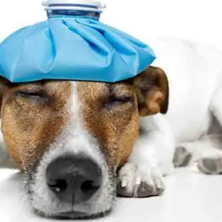 Surgical Services
