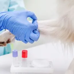 Bloodwork