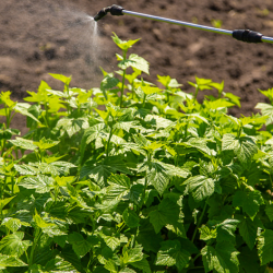 Herbicide Application for Weed Control