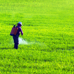 Herbicide Application for Turf Enhancement