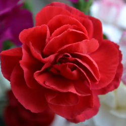 Send Flowers
