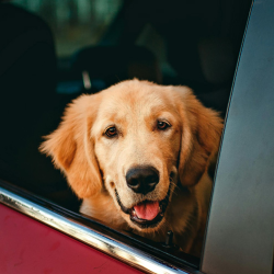 Pet Friendly Hotels