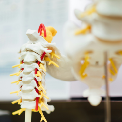 Chiropractic Adjustments