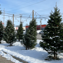 Lions Christmas Trees