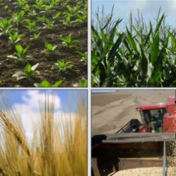 Multiple Peril Crop Insurance (MPCI)