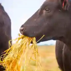 Pasture, Rangeland & Forage (PRF)