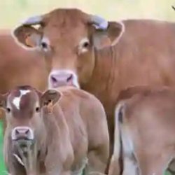 Livestock Risk Protection (LRP)