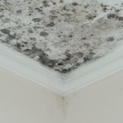 Mold Remediation